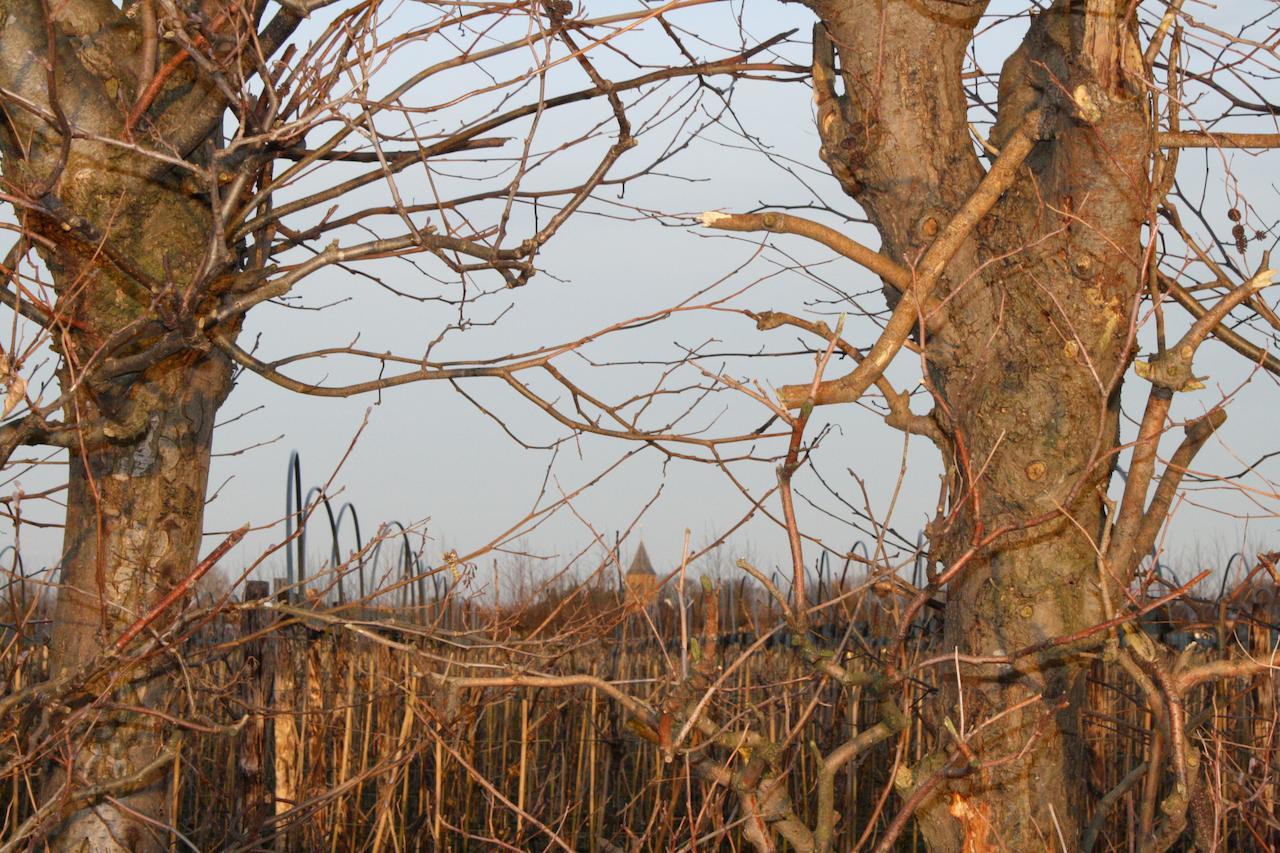 De Betuwe Asch Bagian luar foto